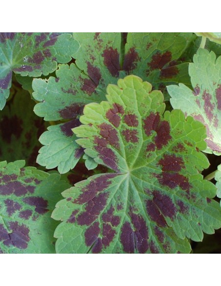 Geranium vivace livide Samobor Geranium vivace livide Samobor