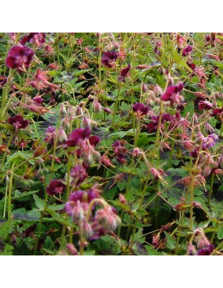 Geranium vivace livide Samobor Geranium vivace livide Samobor