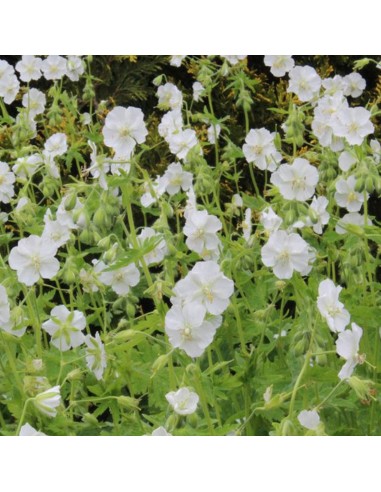 Geranium vivace livide album