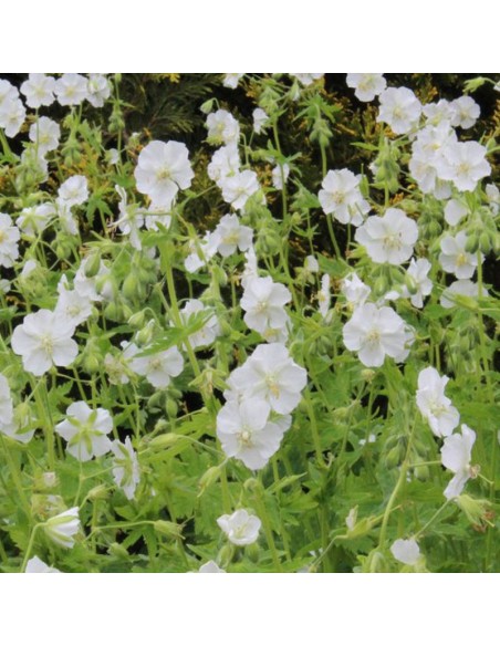 Geranium vivace livide album