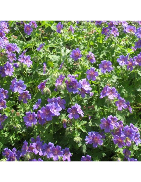 Geranium vivace magnifique