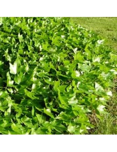 Lierre commun "Kolibri"