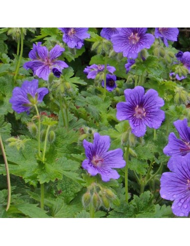 Geranium vivace magnifique