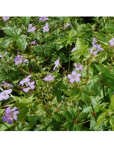 Geranium vivace noueux