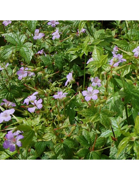 Geranium vivace noueux
