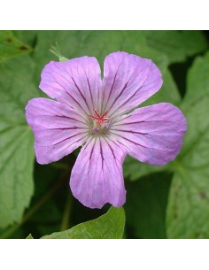 Geranium vivace noueux 2