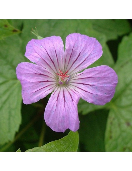 Geranium vivace noueux