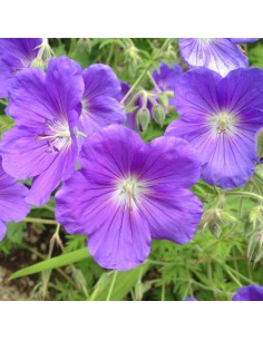 Géranium vivace Orion 2