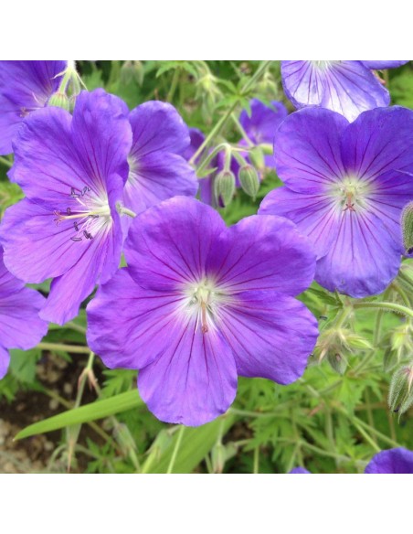 Géranium vivace Orion