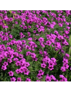 Geranium vivace Patricia 2