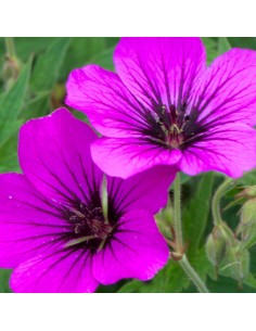 Geranium vivace Patricia