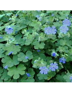 Geranium vivace Philippe Vapelle 2