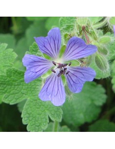 Geranium vivace Philippe Vapelle