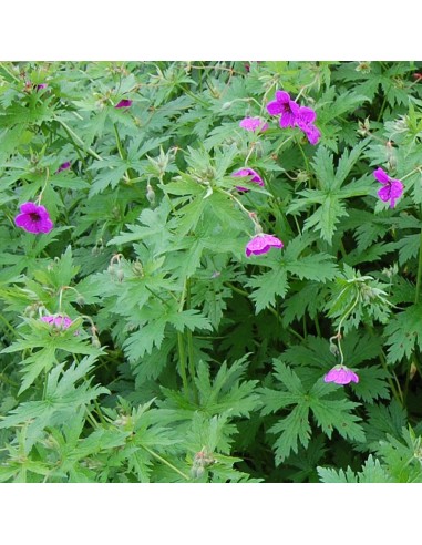 Geranium vivace psilostemon