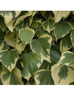 Lierre des Canaries "Gloire de Marengo"