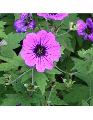 Geranium vivace psilostemon