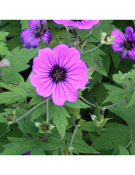 Geranium vivace psilostemon