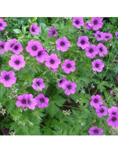 Geranium vivace psilostemon Bressingham Flair 2