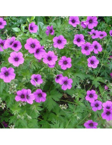 Geranium vivace psilostemon Bressingham Flair