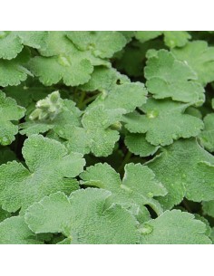 Geranium vivace Renardii 2