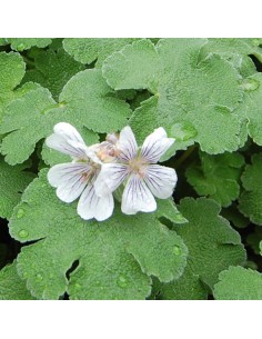 Geranium vivace Renardii