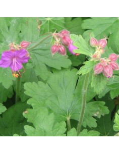 Geranium vivace rhizomateux