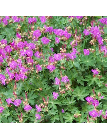 Geranium vivace rhizomateux Olympos