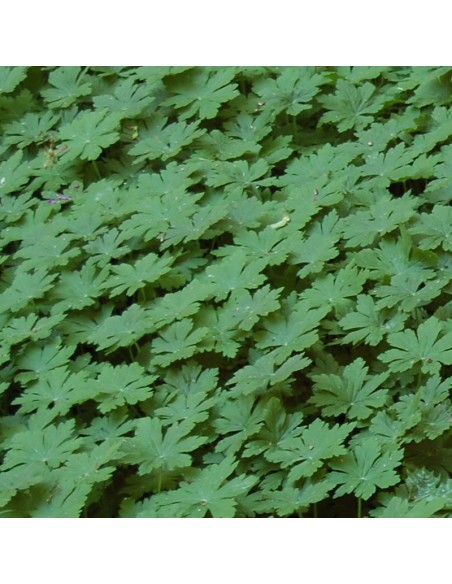 Geranium vivace rhizomateux Bevan's variety