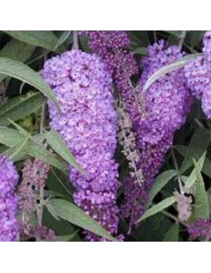 Arbre à papillons "Nahno blue"