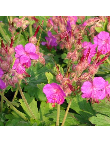 Geranium vivace rhizomateux Bevan's variety