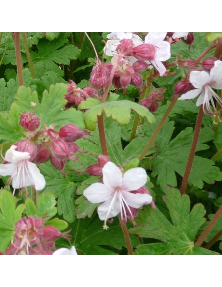 Geranium vivace rhizomateux Spessart
