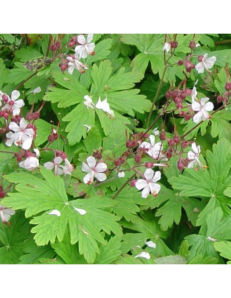 Geranium vivace rhizomateux Ingwersens variety