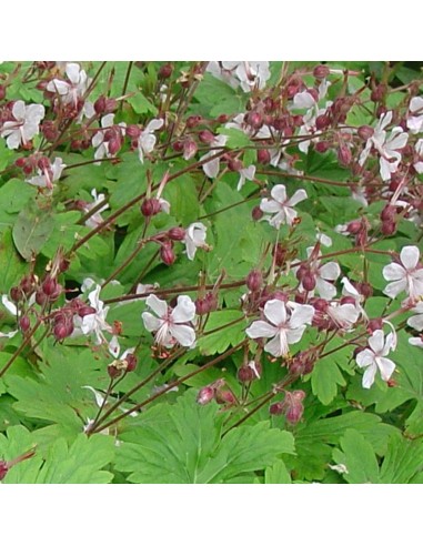 Geranium vivace rhizomateux Ingwersens variety