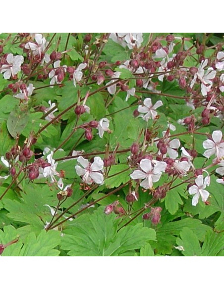 Geranium vivace rhizomateux Ingwersens variety