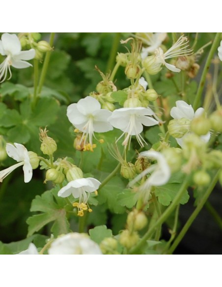 Geranium vivace rhizomateux White Ness