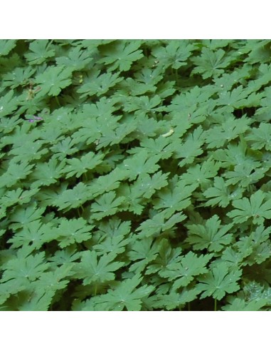 Geranium vivace rhizomateux White Ness