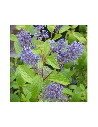 Céanothe caduc "Henri Défossé"