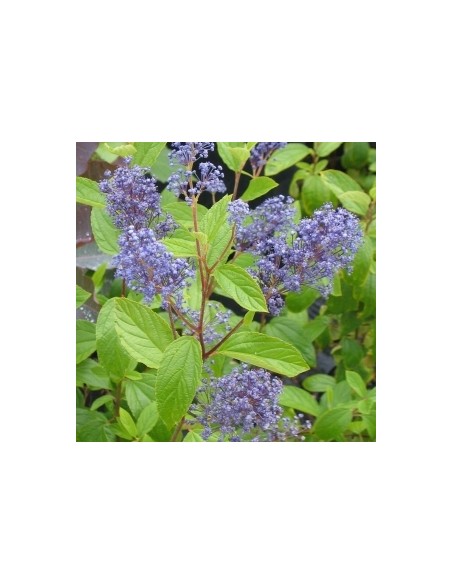 Céanothe caduc "Henri Défossé" Céanothe caduc "Henri Défossé"