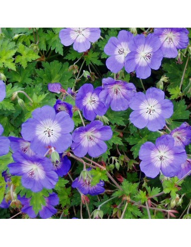 Geranium vivace Rozanne