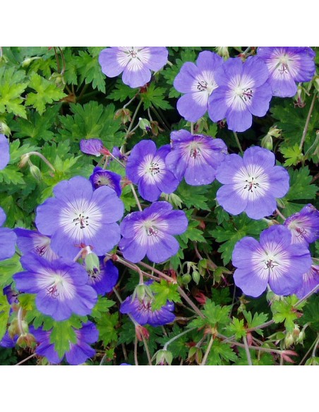 Geranium vivace Rozanne
