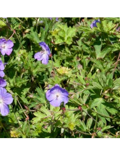 Geranium vivace Rozanne 2