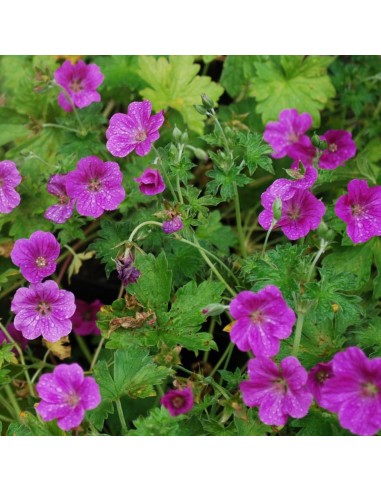 Geranium vivace Russel Prichard