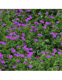 Geranium vivace Russel Prichard 2