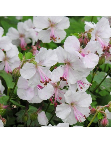 Geranium vivace Saint ola