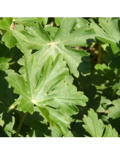 Geranium vivace Saint ola 2