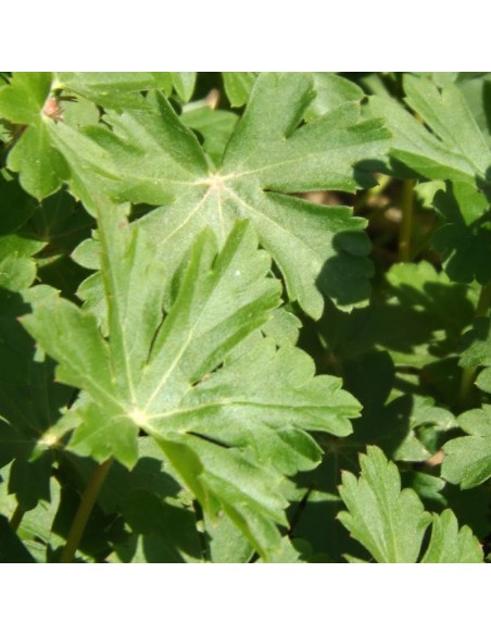 Geranium vivace Saint ola