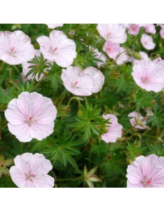 Geranium vivace sanguin Compactum