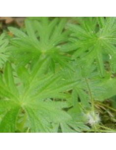 Geranium vivace sanguin Compactum 2