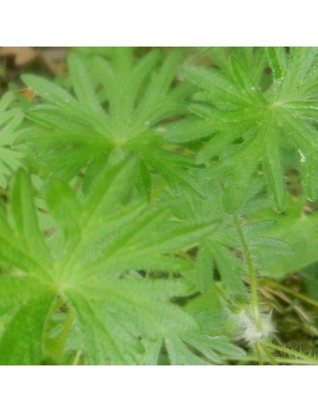 Geranium vivace sanguin Compactum