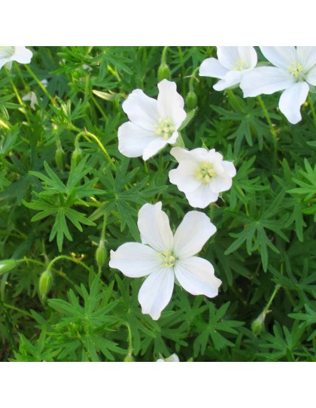 Geranium vivace sanguin Album